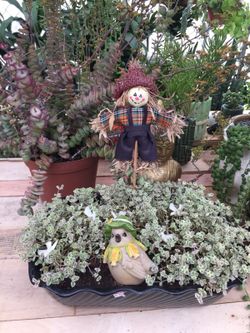Succulents arrangement
