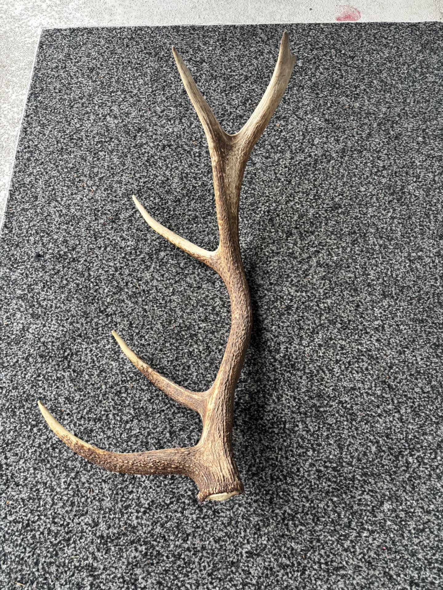 Elk Antler