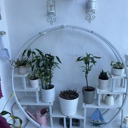 Planters/plants And The Stand 