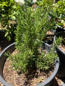 Rosemary