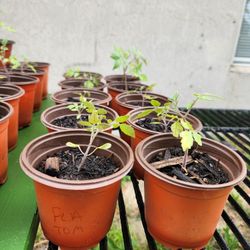 Everglades Tomatoes Aka Florida Tomatoes Starter Plants