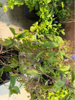 Cinnamon Basil