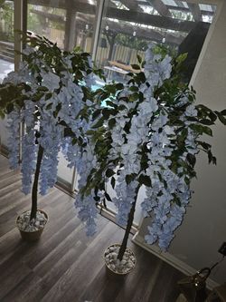 Wisteria TREE 150 EACH