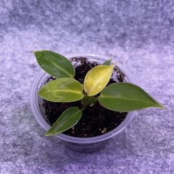 Philodendron Yellow Flame (Rare)
