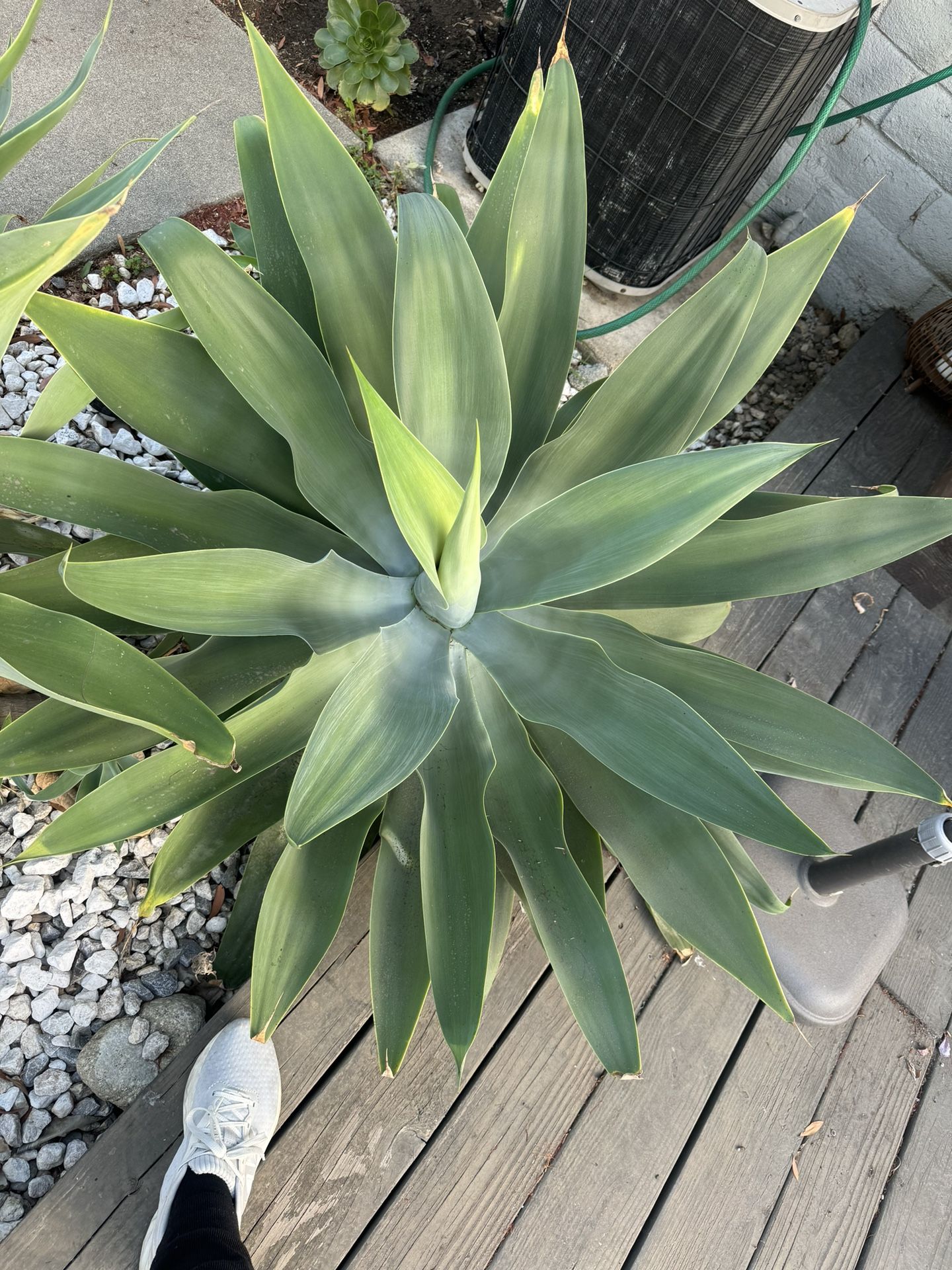 Large Agave