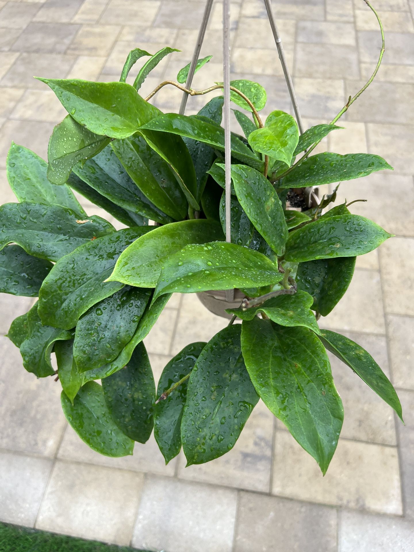 Hoya Macgregorii