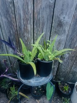 Plants For Sale