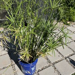 Water Pond Plants Need New Home