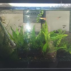 Live Planted Tank