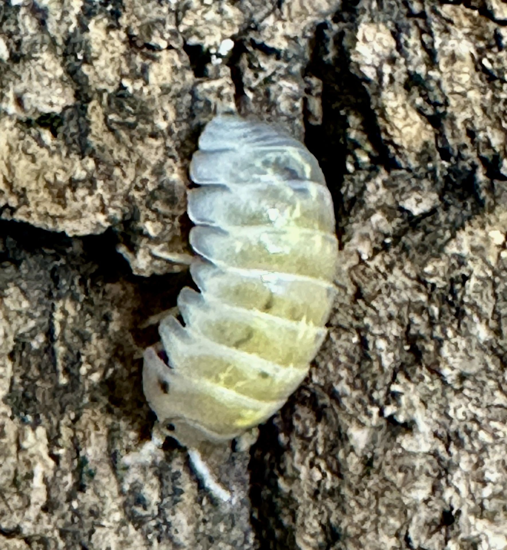 Armadillidium vulgare (Magic Potion -Japanese) Isopod