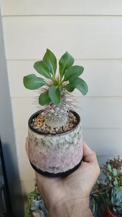 Pachypodium namaquanum