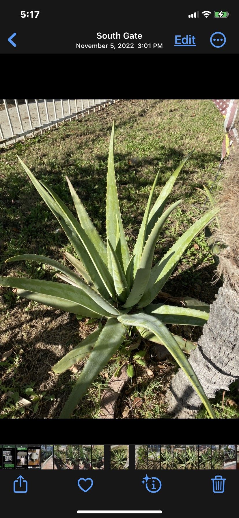 Savila Plant Medicinal Very Good Plant