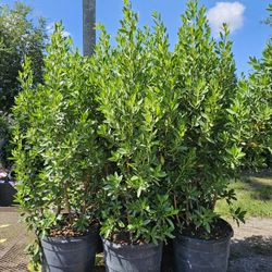 Green Bottomwood  Arrcas 