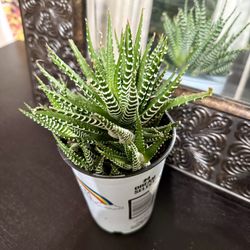 ♥️GORGEOUS Haworthia Succulents 6” pot white pot (Pls read Description 