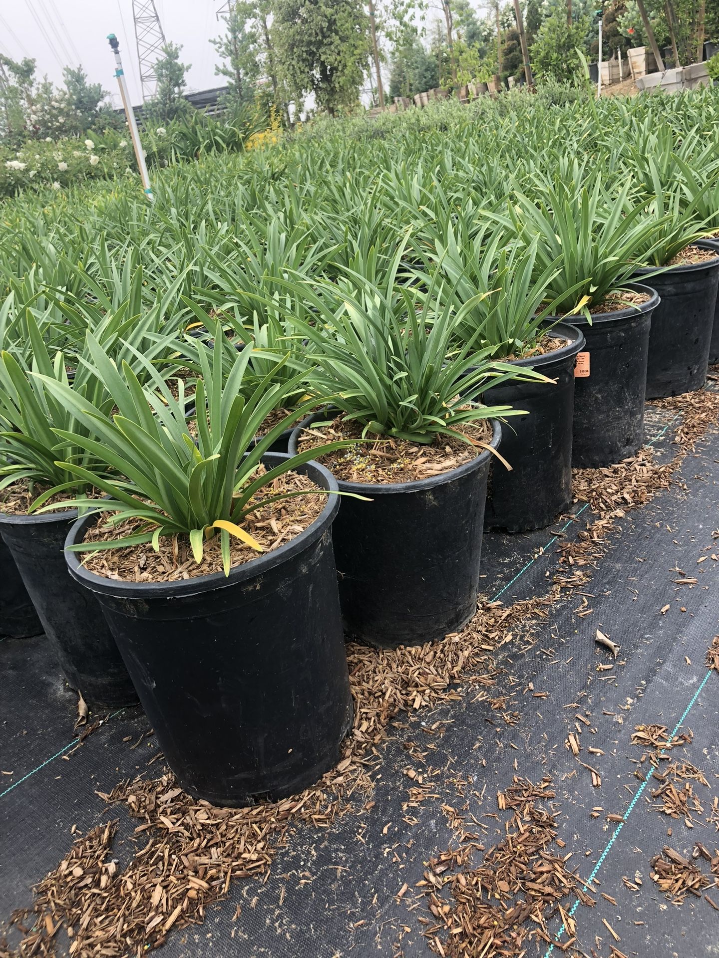 Agapanthus Peter Pan