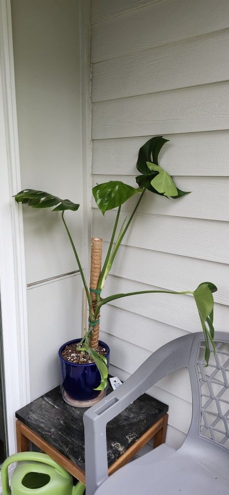 Monstera Houseplant