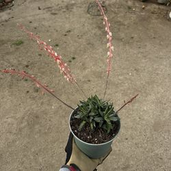 Liliputana Succulent Plants 