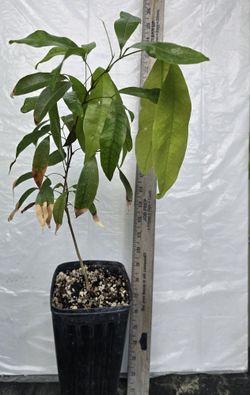 Longan Seedling Fruit Tree