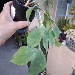 Hoya Polyneura "Fishtail " Plant $18