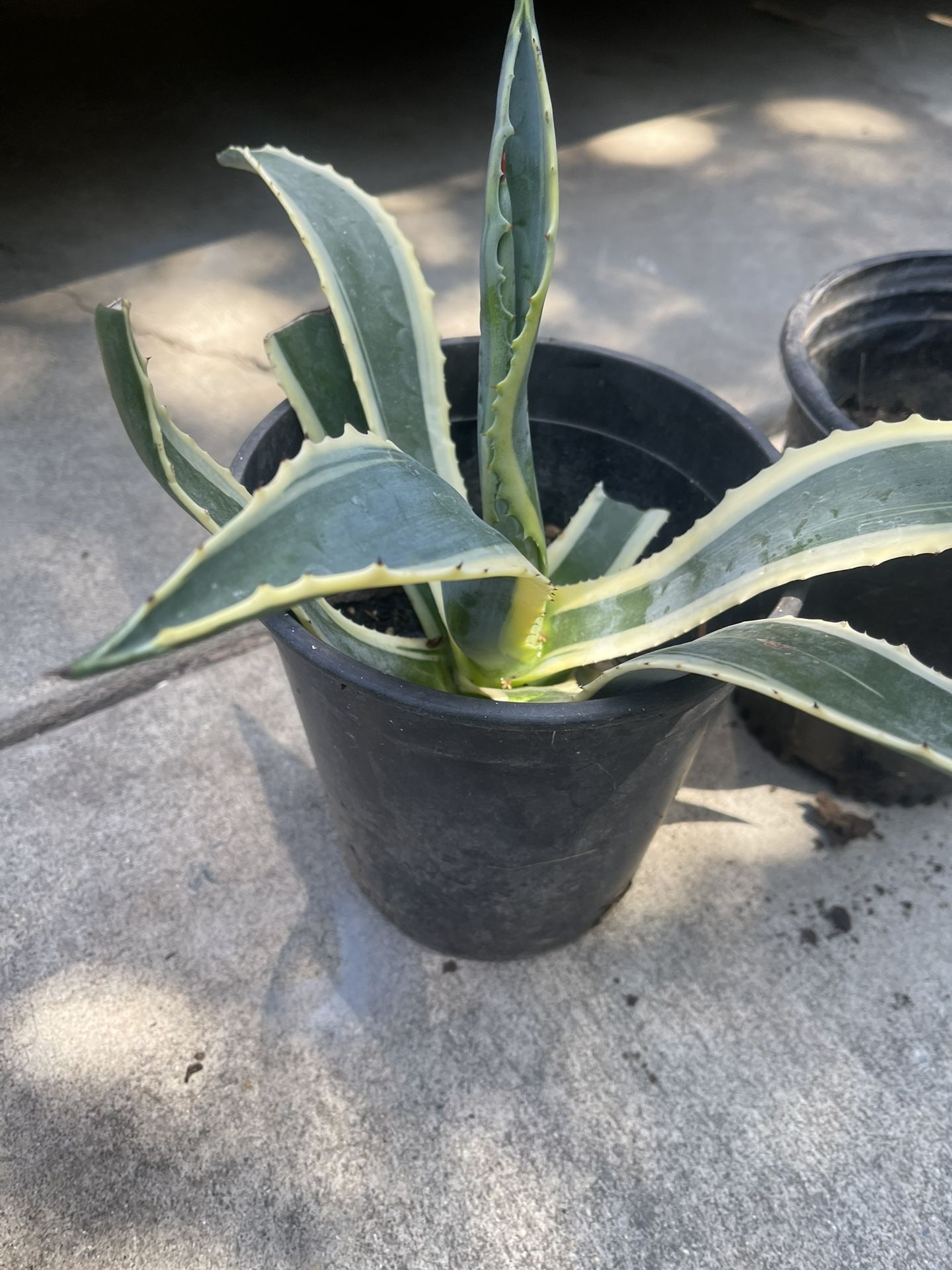 Plants For Garden