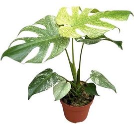 Monstera White Monster Rare Starter Live Plant