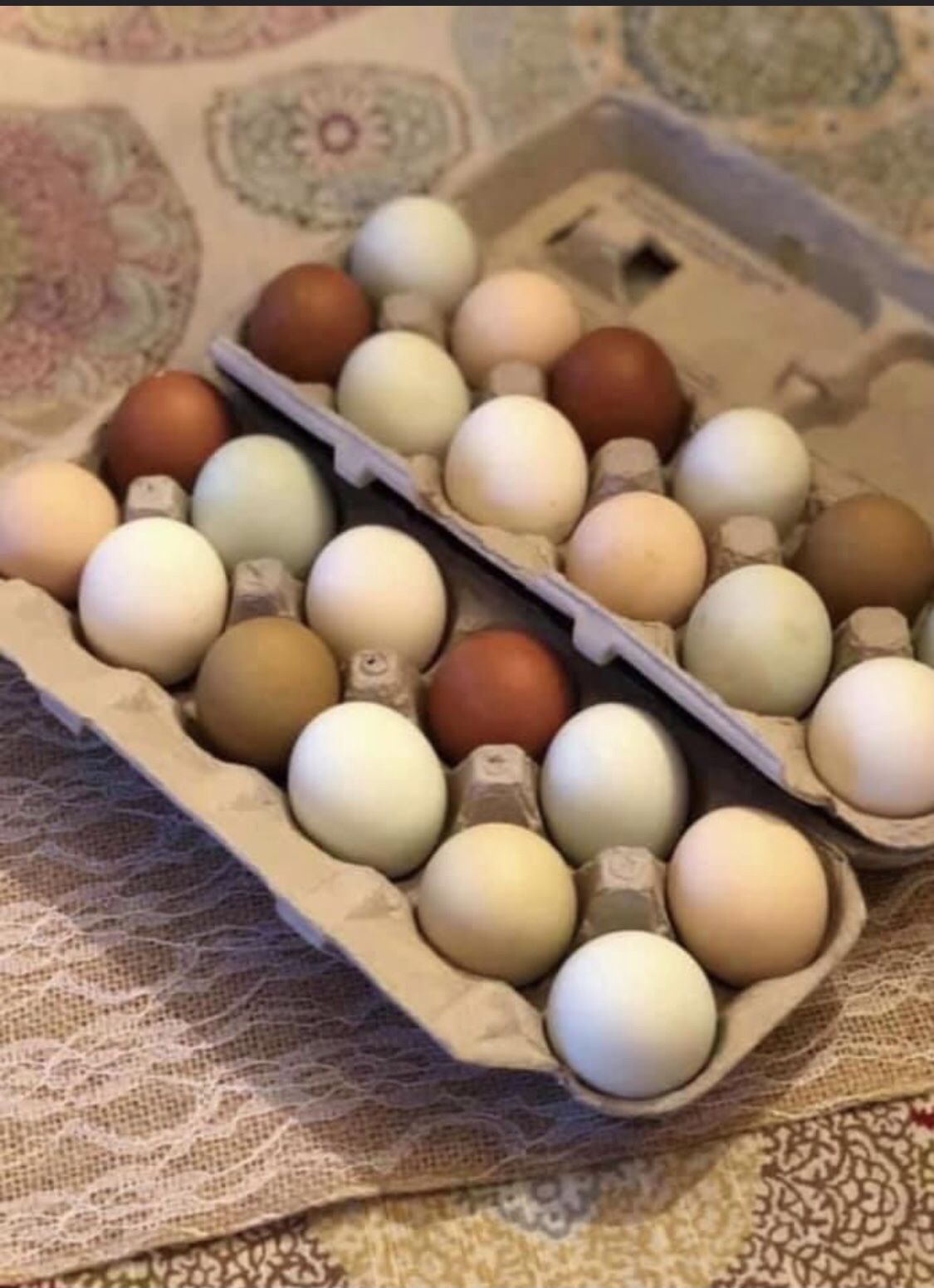 Fertilized Eggs For Hatching Doing Chicken Broody Incubator