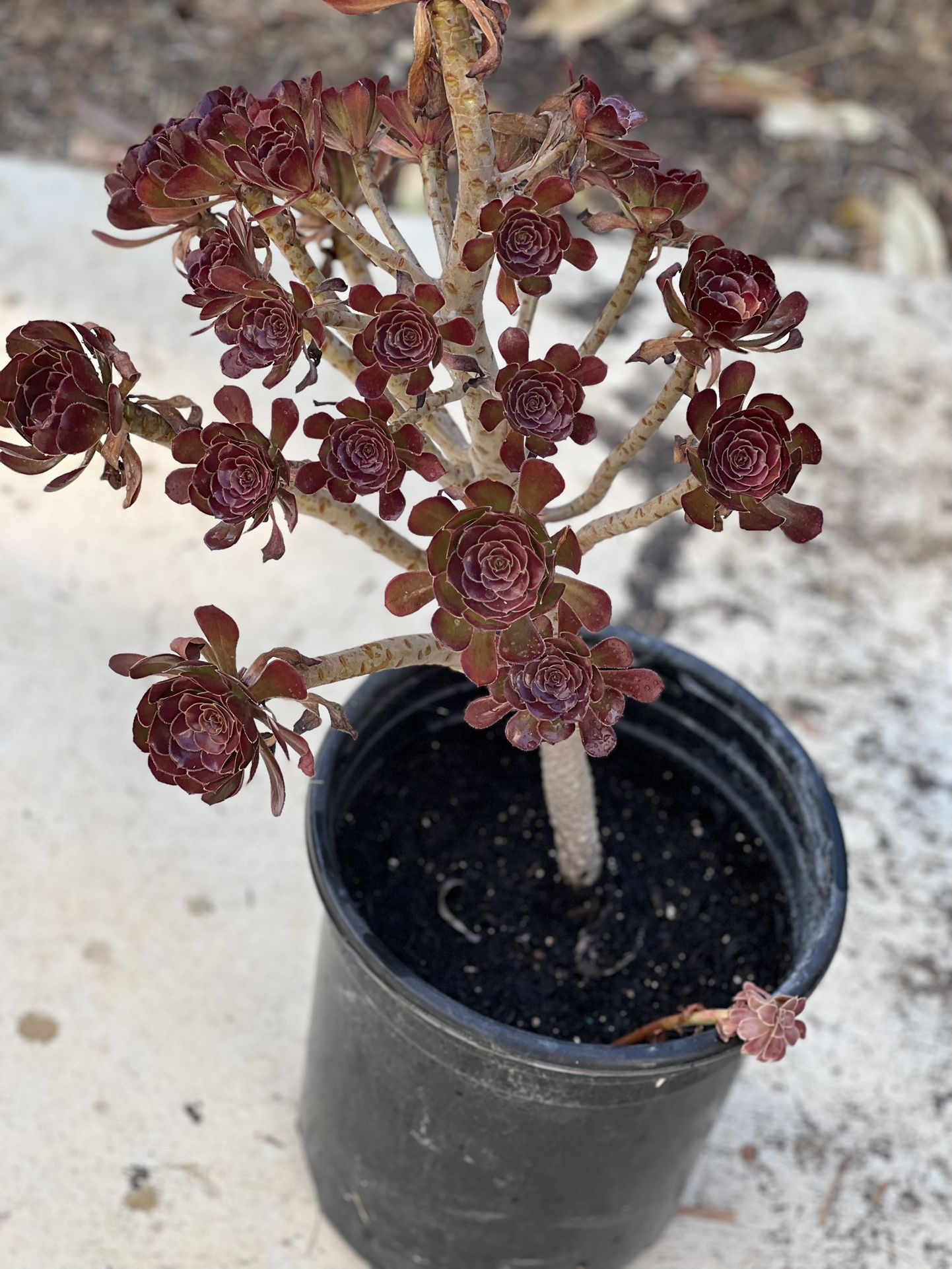 Large Succulent Pot