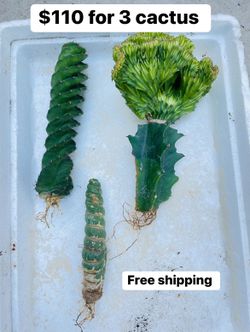 $100 For 3 Cactus