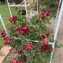 Red Rose Vine Cutting 12” High With Roots