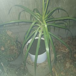 Flower With Pot Very Cool Looking Only $20......