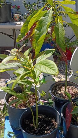 Avocado 🥑 Plants $5