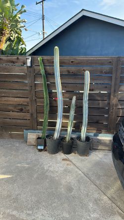 Cactus