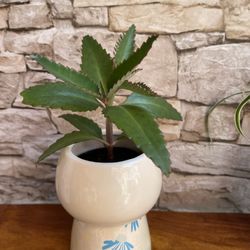 Kalanchoe, Mother of Thousands House Plant In Ceramic Pot 4.5"H.