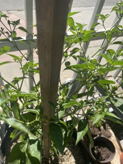 Matas De Chile Chiltepin
