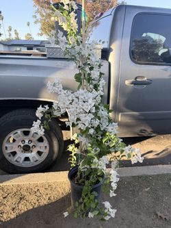 White Bougainvillea Flower Plant 