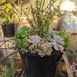 Beautiful Ceramic Pot Full Of Succulent Plants 