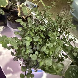 Baby Blue Tears Plant In Pot So Cute Climbing Fluffy 