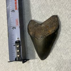2 Inch Megladon Tooth 