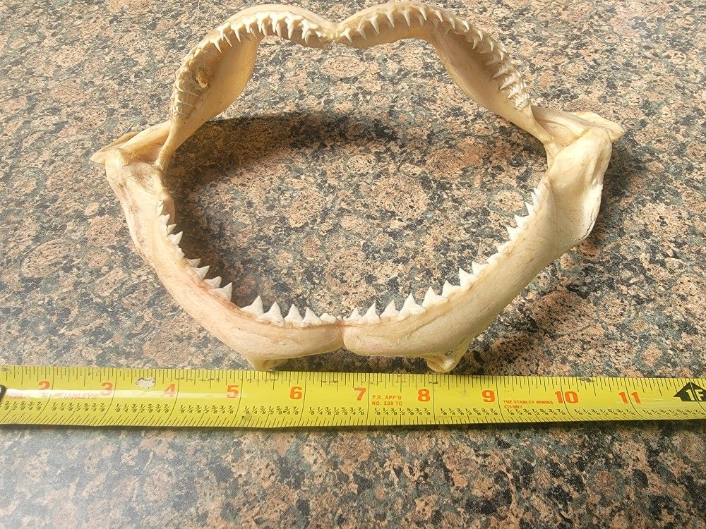 Shark Teeth