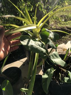 Manso planta muy medicinal