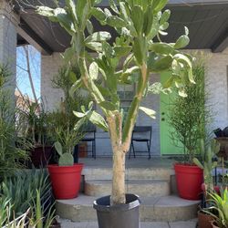 Extra Large Prickly Pear Cactus Plant 