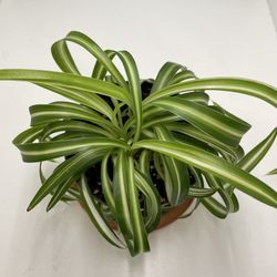 Bonnie curly spider plant 