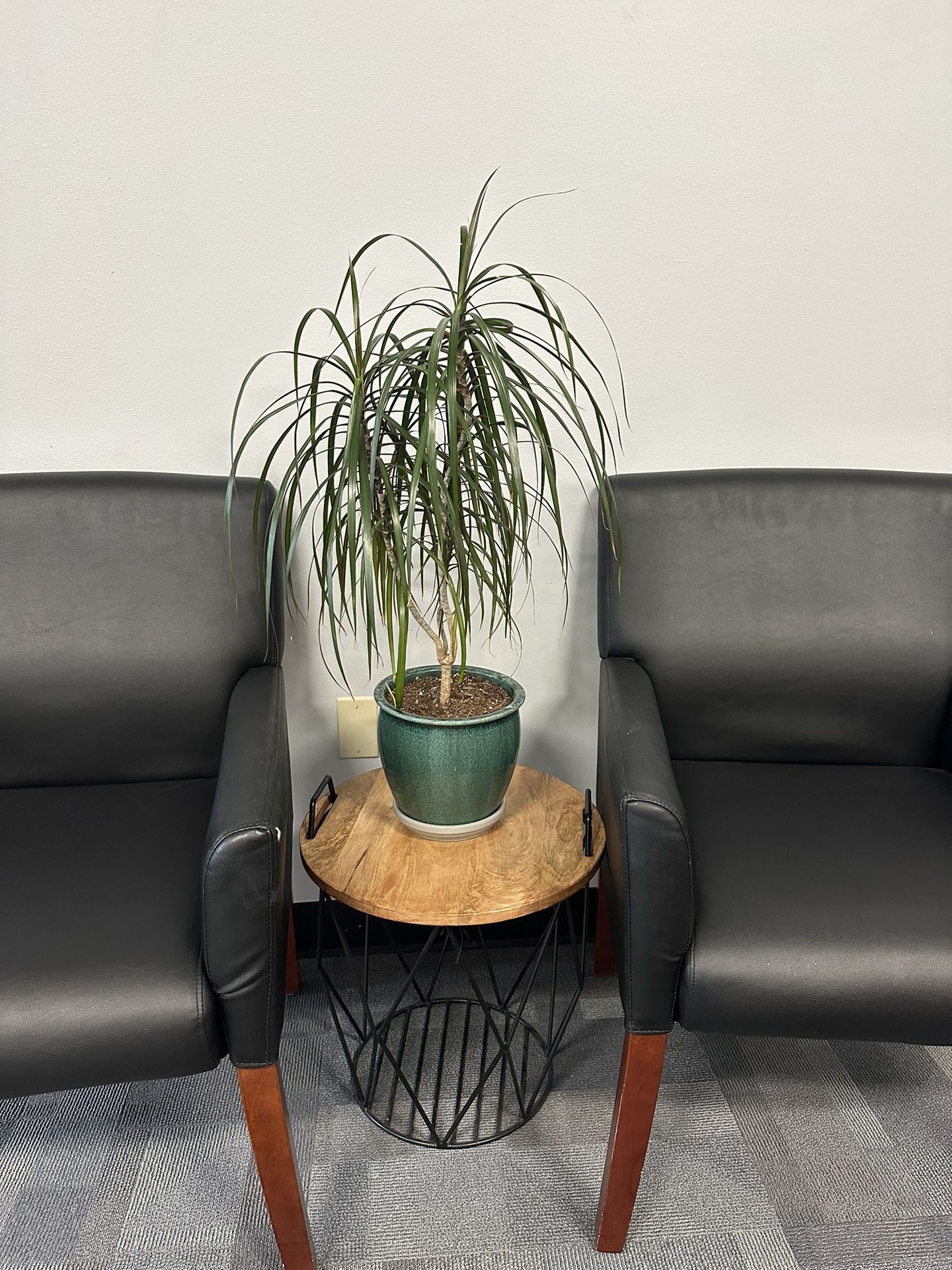 Live Plant, Dragon Tree Plant With The Pot