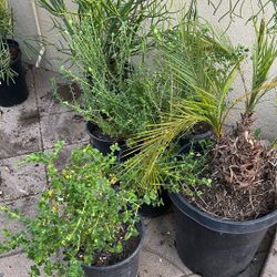 Miscellaneous Plants