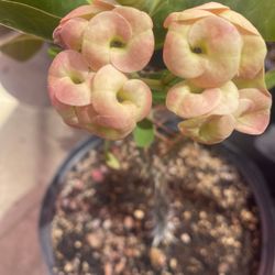 Corona de Cristo flor mediano en maceta de cinco galones