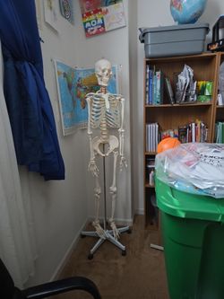 Skeleton  for study