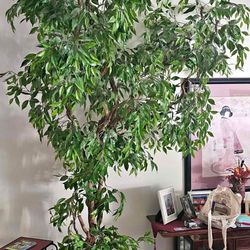14 Foot Faux Tree