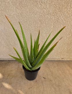 🪴Aloe Vera Plant/Planta de Sabila 🪴