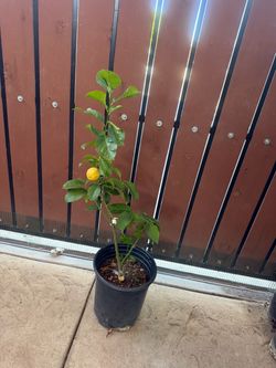 Eureka lemon