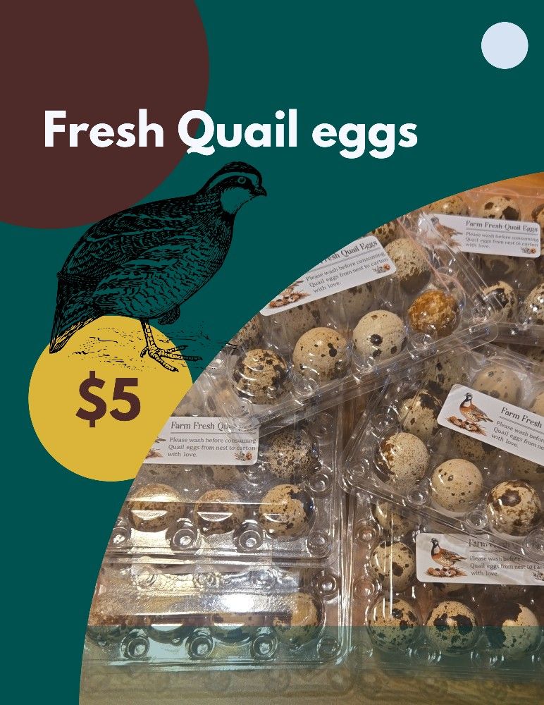 Quails Eggs